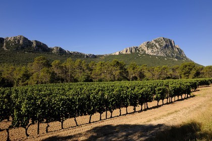 France, Herault, vineyards in front of the Pic Saint-Loup
