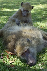 Zimbabwe, Matabeleland North Province, Victoria Falls, chacma baboon (Papio ursinus)