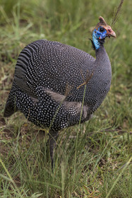 Rwanda, Parc national de l'Akagera, pintade de Numidie (Numida meleagris)