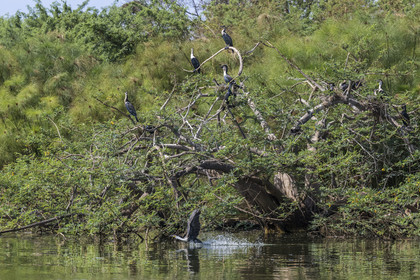 Rwanda, Parc national de l'Akagera, le lac Ihema, cormoran à poitrine blanche (Phalacrocorax lucidus) prenant son envol