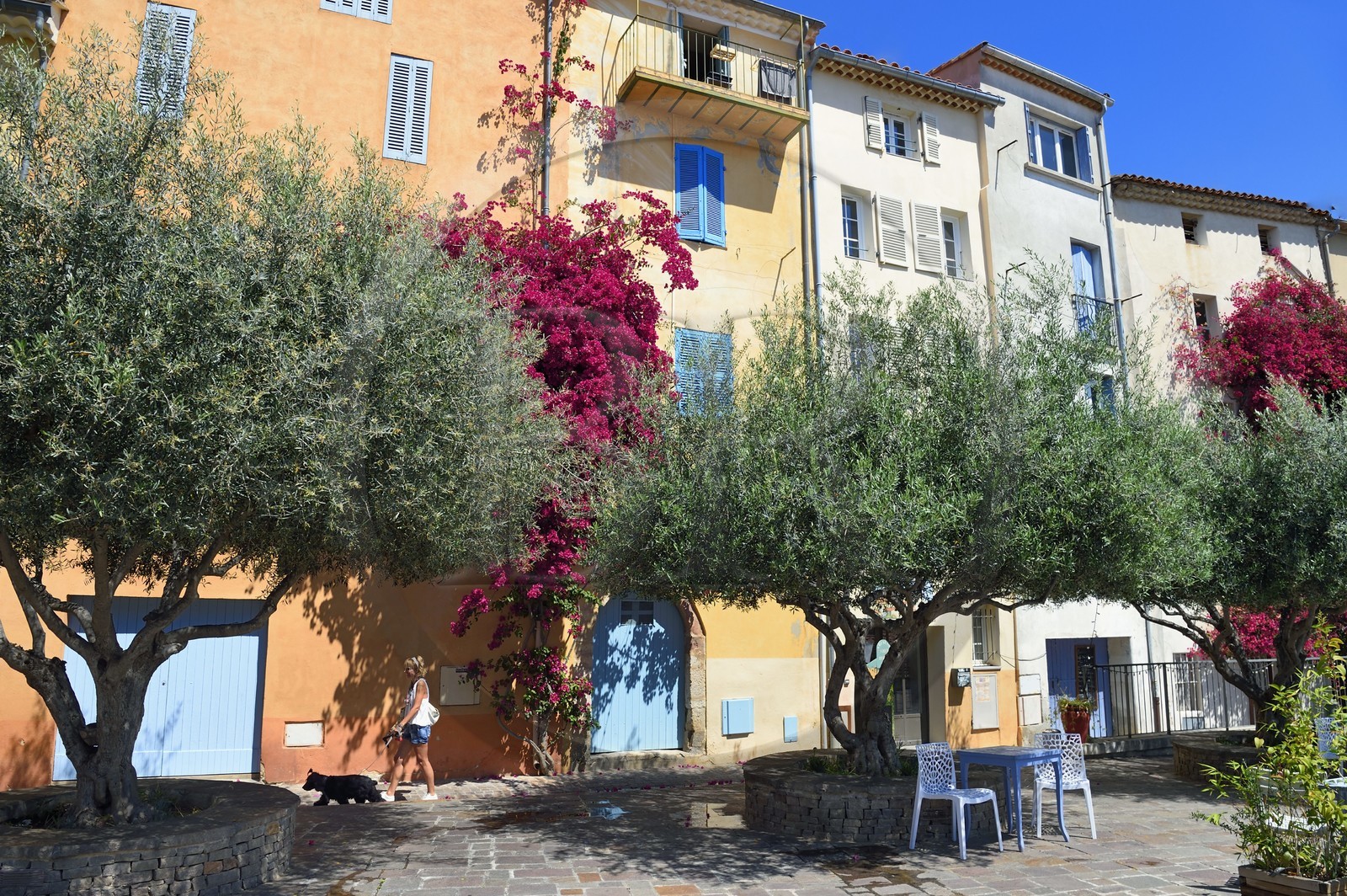 France, Var (83), Hyères, place Rabaton avec de beaux oliviers centenaires et des bougainvilliers grimpant sur les murs France, Var (83), Hyères, place Rabaton avec de beaux oliviers centenaires et des bougainvilliers grimpant sur les murs