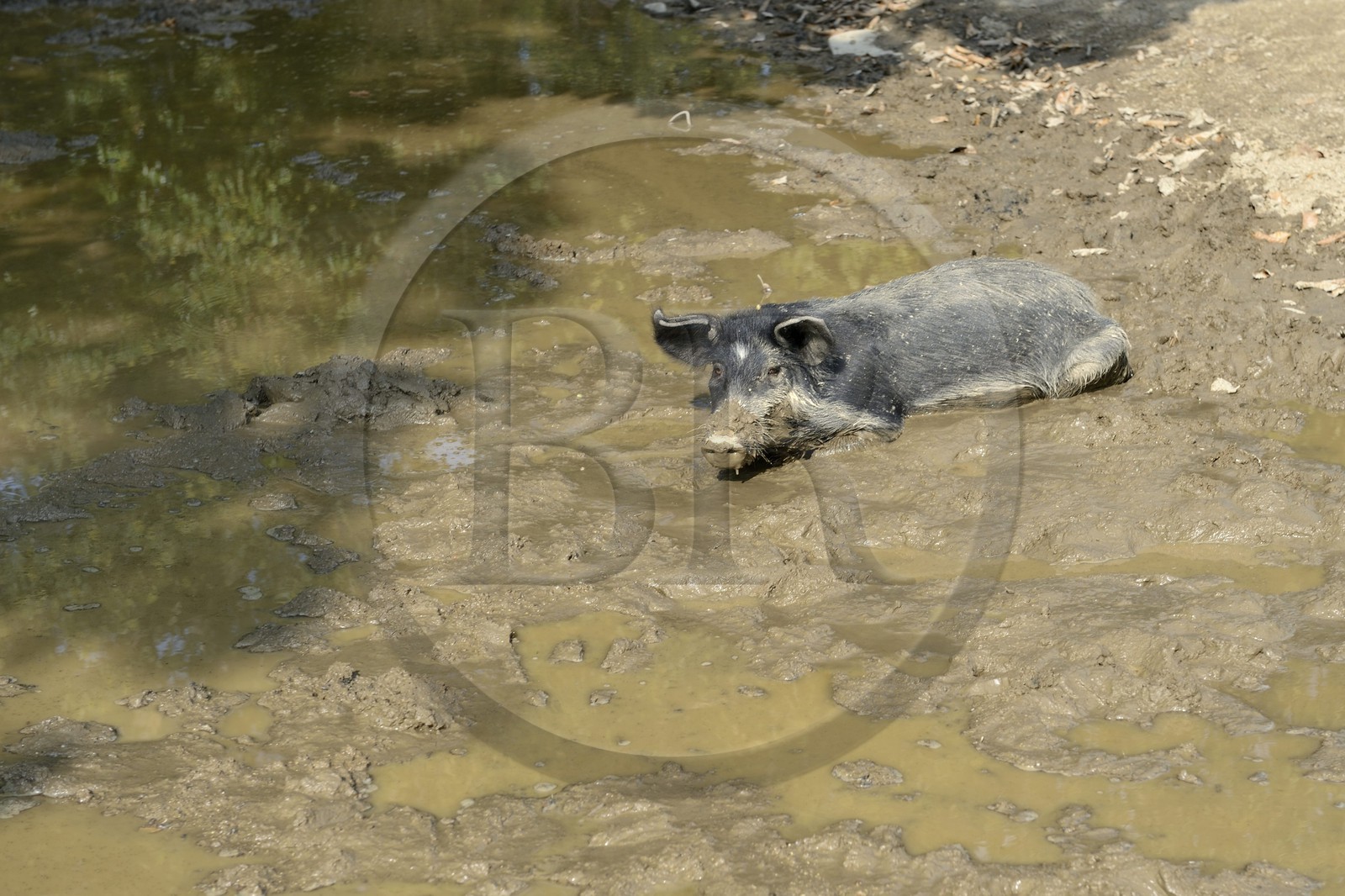 France, Haute Corse, Niolu (Niolo) region, half wild pig in the mud