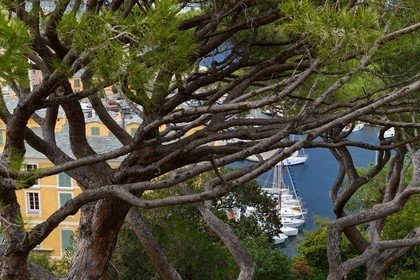 France, Haute-Corse (2B), Bastia, vue sur le port à travers un pin