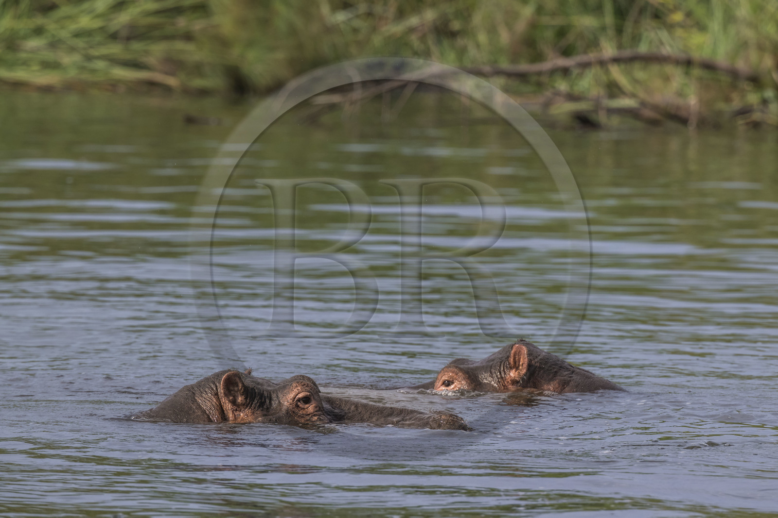 Rwanda, Parc national de l'Akagera, le lac Ihema, Hippopotames (Hippopotamus amphibius)