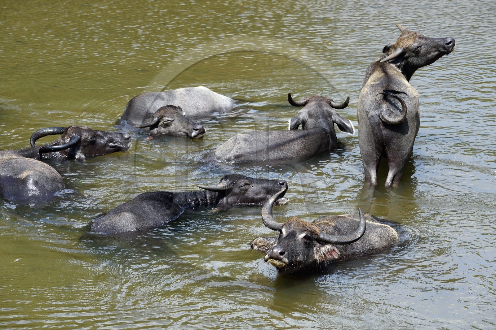 Sri Lanka, province du Centre-Nord, Diyabeduma, buffle dans la rivière amban ganga