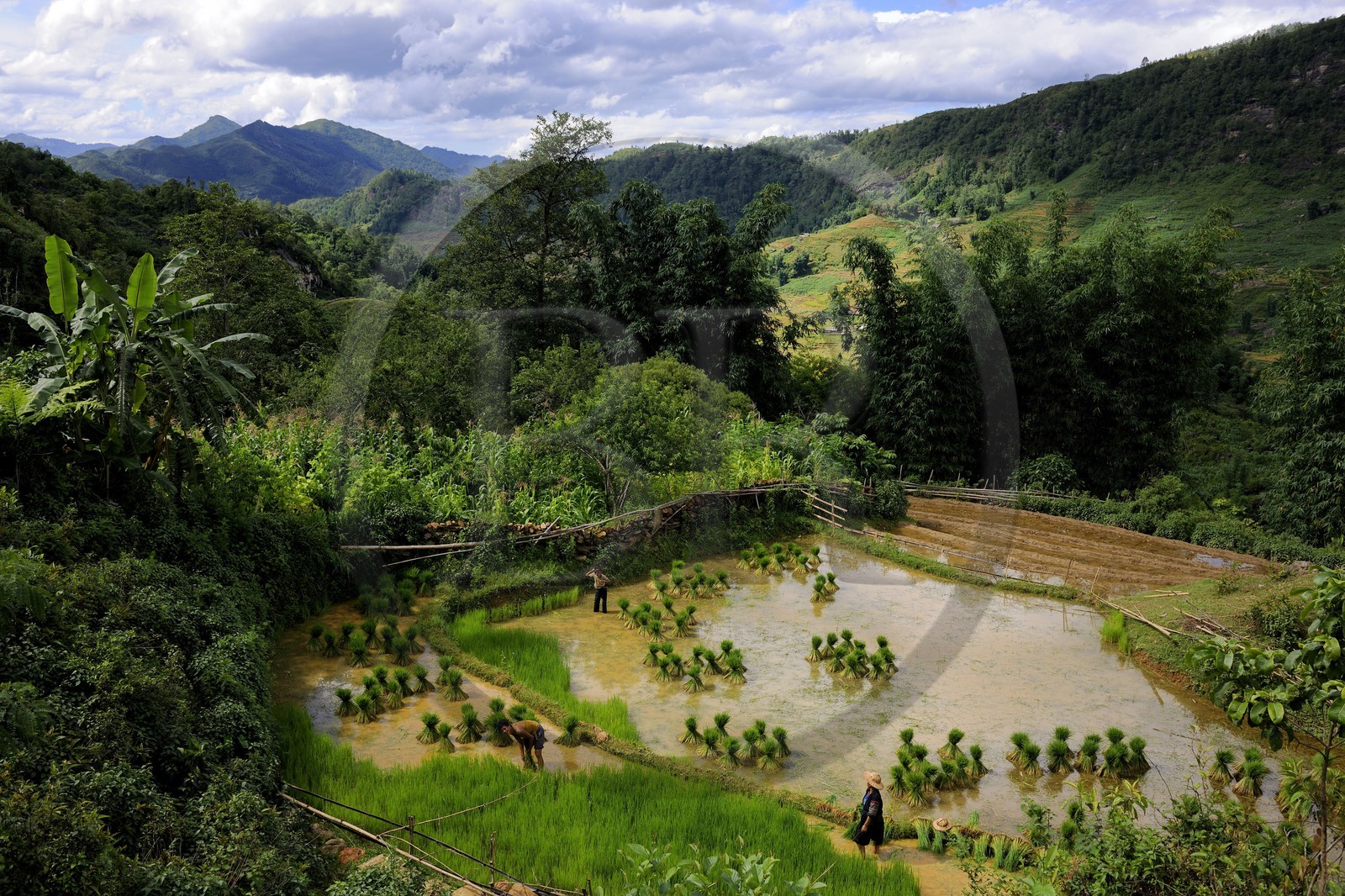 Vietnam, province de Lao Cai, région de Sapa, , culture de rizières en terrasses, paysans de la minorité Hmong Noir effectuant le repiquage du riz