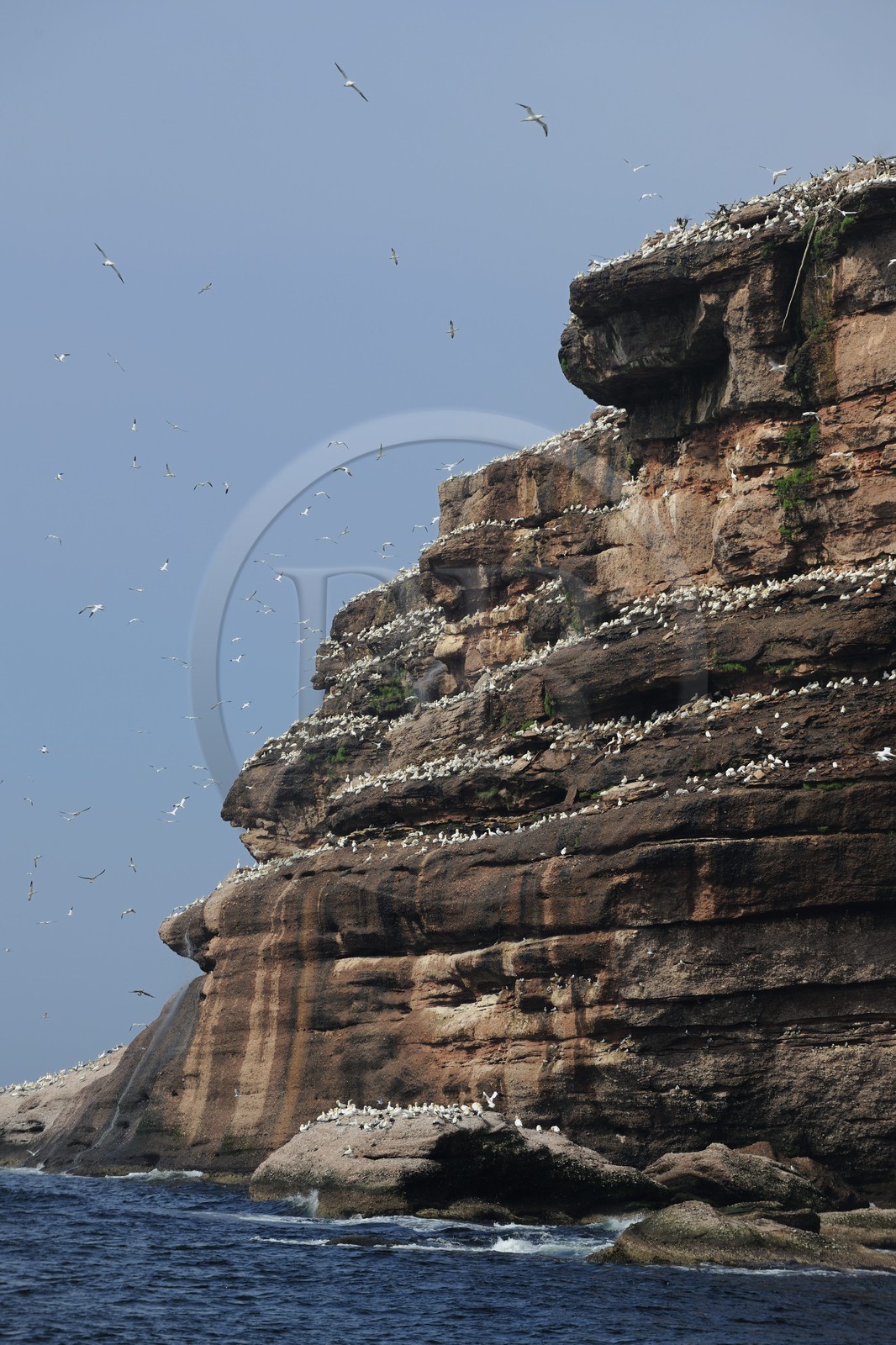 Canada, province de Québec, Gaspésie, île Bonaventure, fous de Bassan