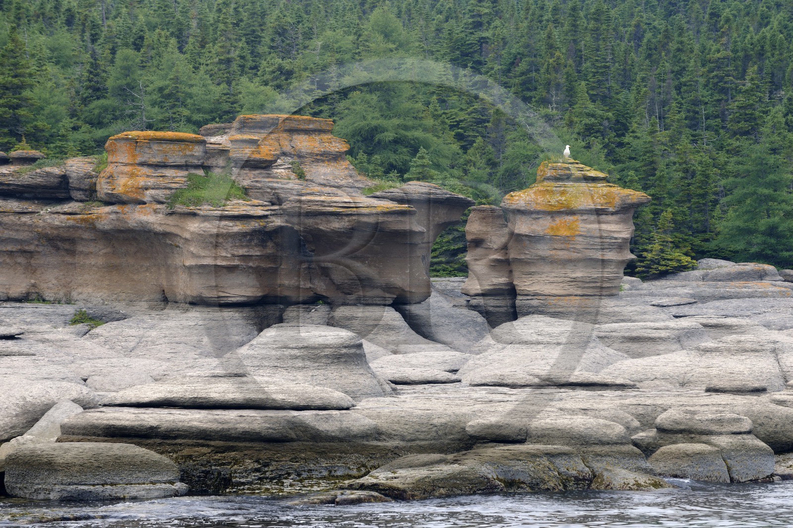 Canada, province du Québec, Côte Nord, Havre-Saint-Pierre, le Parc National Archipel de Mingan dans le golfe du Saint Laurent, monolithes calcaire surnommés Pots de Fleurs