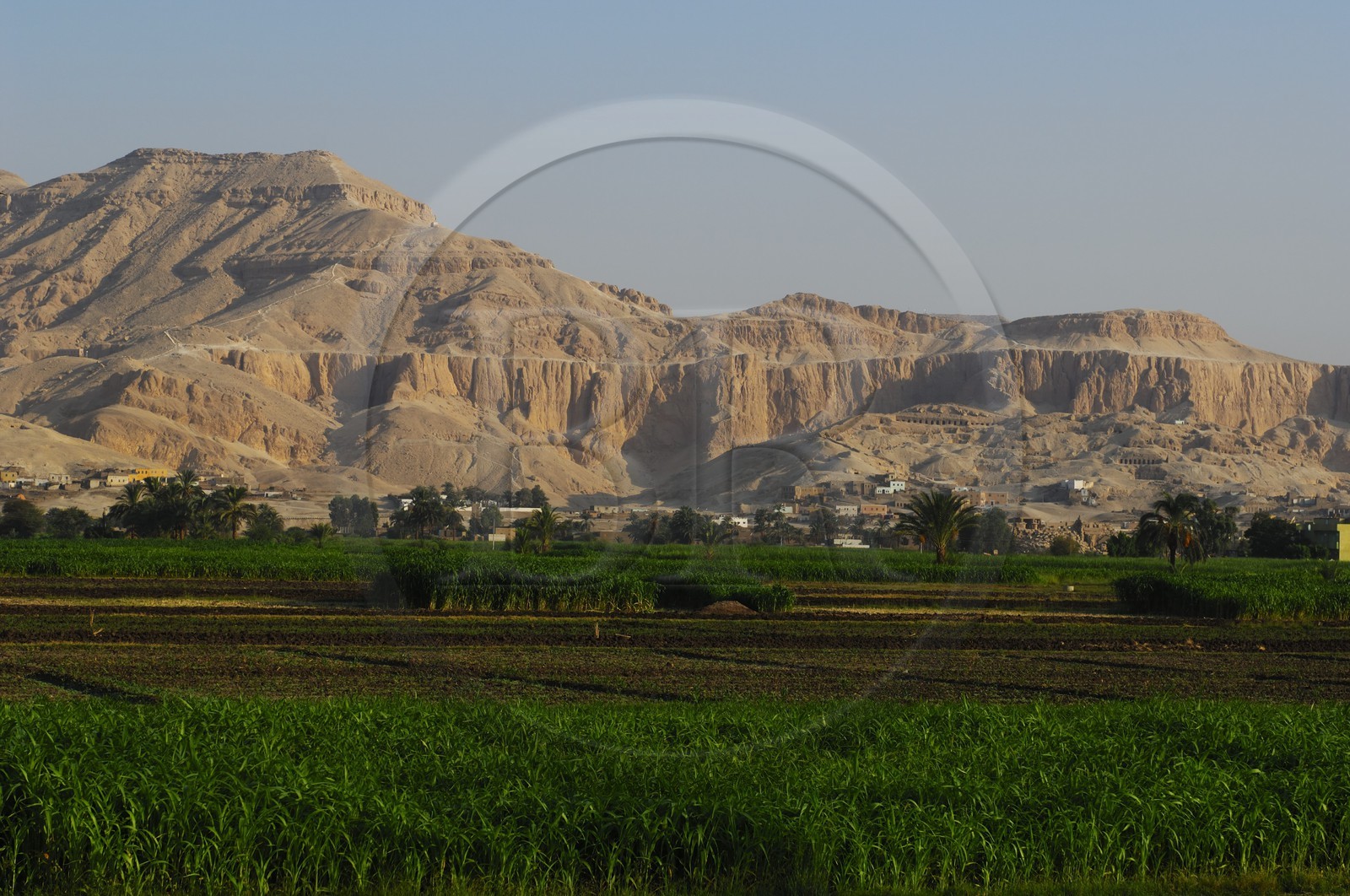 Egypte, Haute Egypte, vallée du Nil, Louxor, la rive ouest, champs