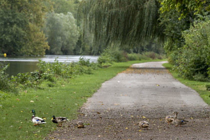 France, Yonne, Auxerre, duck crossing at Arbre Sec park on the banks of the Yonne