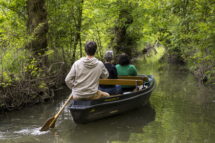 France, Vendée (85), Parc Interrégional du Marais Poitevin labellisé Grand Site de France, Maillezais, batelier effectuant une promenade en barque dans les conches sur les affluents de l'Autise