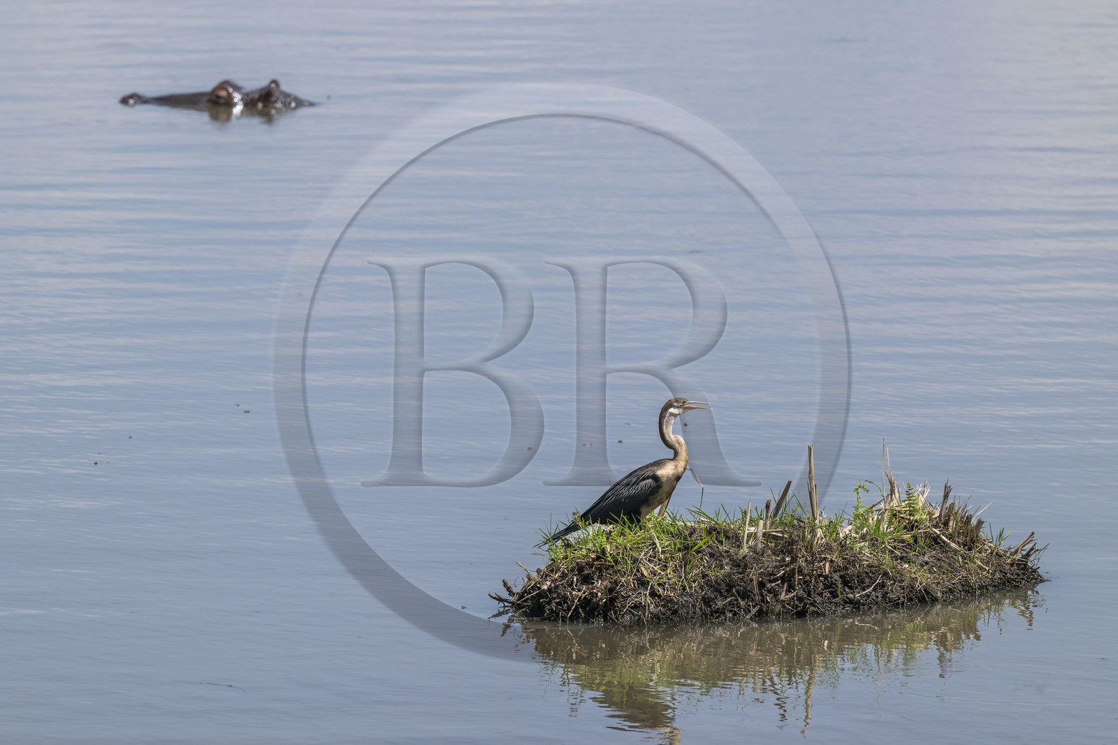 Rwanda, Parc national de l'Akagera, le lac Hago, Anhinga d'Afrique (Anhinga rufa), parfois appelé oiseau-serpent Rwanda, Parc national de l'Akagera, le lac Hago, Anhinga d'Afrique (Anhinga rufa), parfois appelé oiseau-serpent