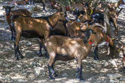 France, Hérault (34), les Causses et les Cévennes, paysage culturel de l'agro-pastoralisme méditerranéen inscrit au Patrimoine Mondial de l'UNESCO, Montpeyroux, troupeau de chèvres
