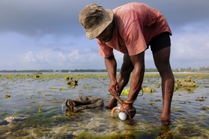 Tanzanie, archipel de Zanzibar, île de Unguja (Zanzibar), côte Sud-Est, Bwejuu, pêche à pied de poulpes sur le récif coralien à marée basse