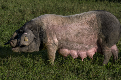 France, Pyrénées-Atlantiques (64), Pays-Basque, vallée des Aldudes, élevage en plein air Pierre Oteiza de porcs basques de race pie noir pour la production du jambon Kintoa AOC, cochette (jeune truie)