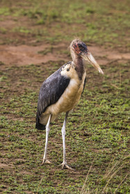 Rwanda, Parc national de l'Akagera, marabout d'Afrique (Leptoptilos crumenifer)