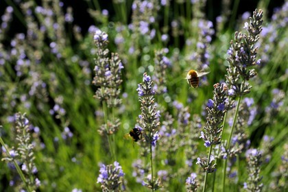France, Var (83), Provence Verte, Bras, la maison d'hôtes Le Peyrourier une campagne en Provence, abeille butinant de la lavande