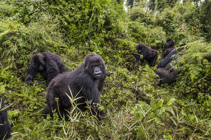 Rwanda, Province du Nord, Parc National des Volcans dans la chaine des Monts Virunga, mont Karisimbi, gorilles des montagnes (Gorilla beringei beringei) du groupe Susa