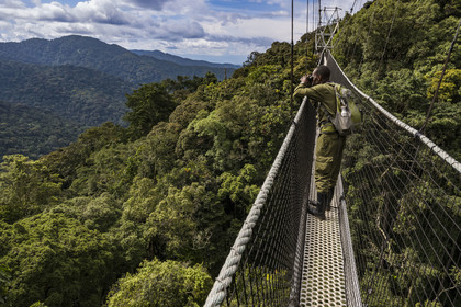 Rwanda, Province de l’Ouest, Colline Ibanda à Uwinka, Parc national de Nyungwe, le garde de African Parks Claver Mtoyinkima sur la Canopy walkway passerelle suspendue qui surplombe la canopée de la forêt tropicale à 70 mètres de haut