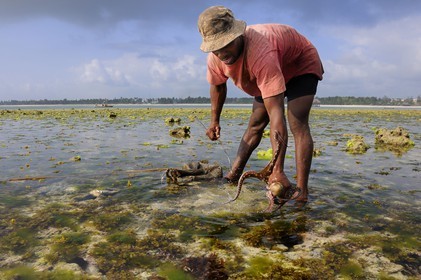 Tanzania, Zanzibar Archipelago, Unguja island (Zanzibar), southeast coast, Bwejuu, octopus fishing on the coral reef at low tide