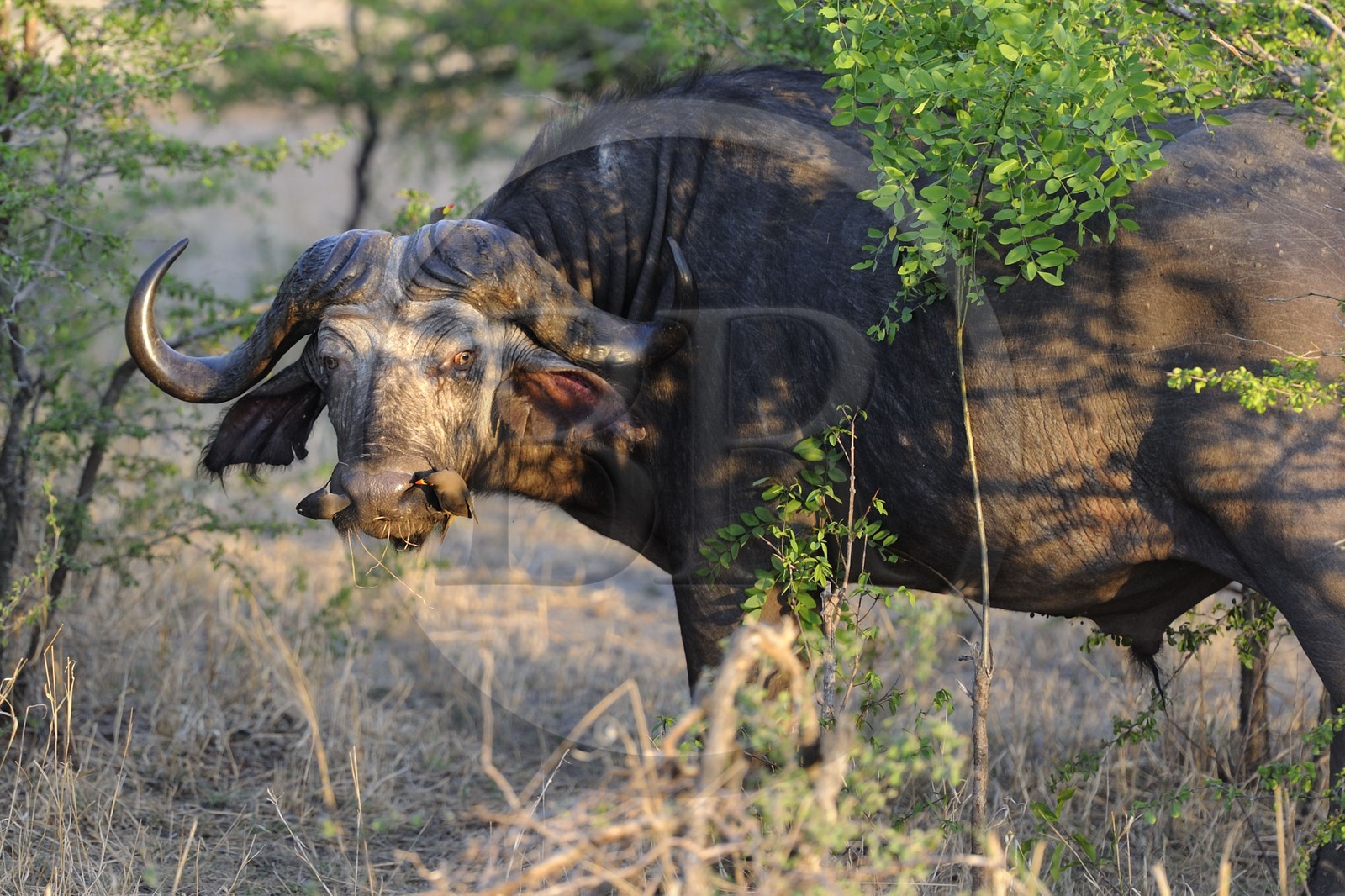 Tanzania, Selous Game Reserve is one of the largest fauna reserves of the world and designated a UNESCO World Heritage Site in 1982, African Buffalo or Cape Buffalo (Syncerus caffer), being cleaned up by Yellow-billed Oxpecker (Buphagus africanus)