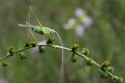France, Var (83), Provence Verte, Tourves, Gorges du Caramy, orthoptère, Sauterelle verte (Tettigonia viridissima)