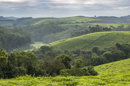 Rwanda, Province de l’Ouest, Gisuma, plantation de thé