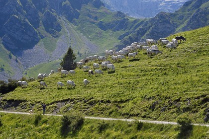 France, Alpes-Maritimes, Roya Valley (Nice hinterland), at the foot of the Mercantour National Park, Piedmonteese cow herd in alpine pasture at the col (pass) de Tende and its guardian Jean-Pierre Carletto that comes from Fossano in Italy