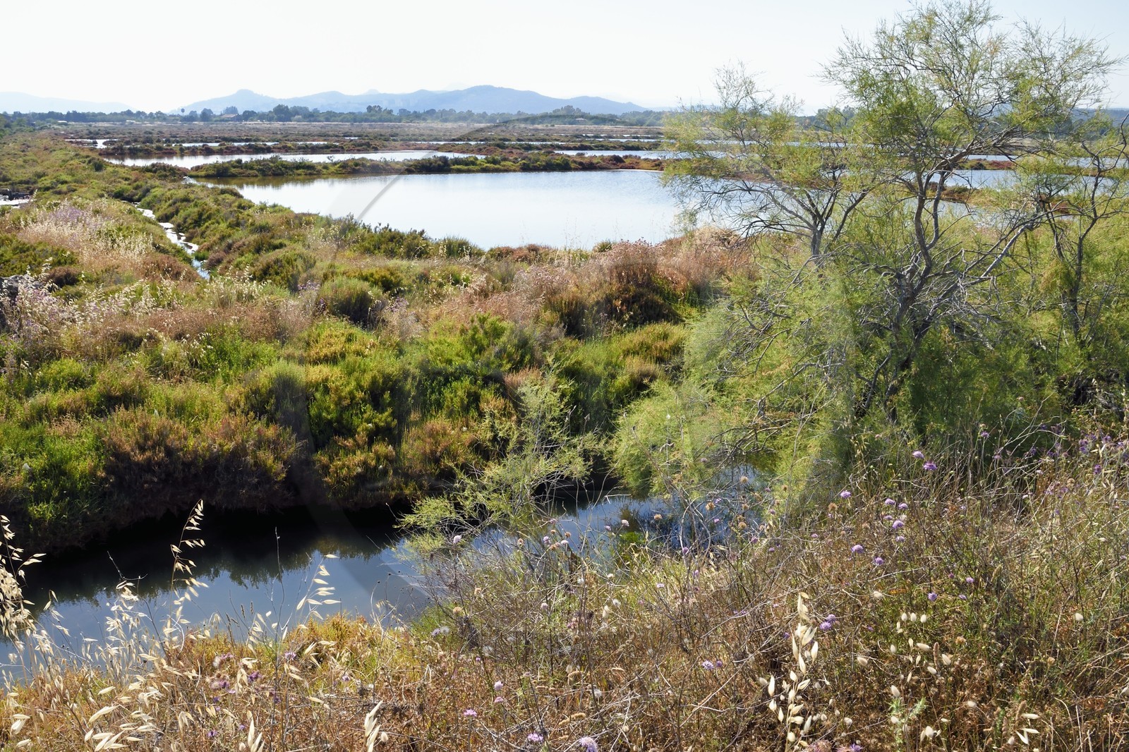 France, Var (83), Hyères, Conservatoire du littoral, les Vieux Salins (marais salants)