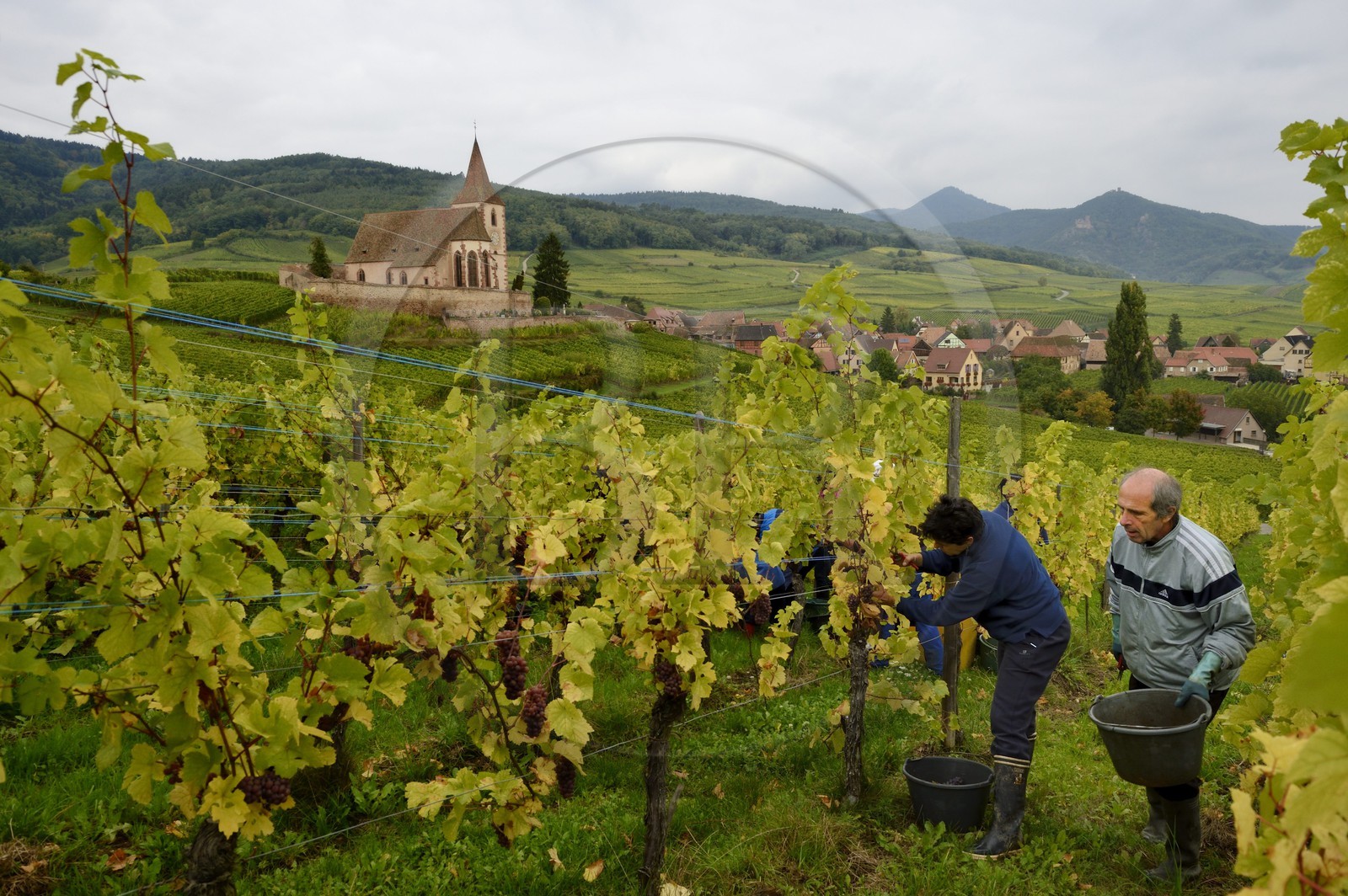France, Haut-Rhin (68), Route des Vins d'Alsace, Hunawihr, labellisé Les Plus Beaux Villages de France, vendanges de Pinot Gris dans le Domaine Frederic Mallo et l'Eglise de Sainte-Hune en arrière plan