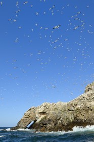 France, Côtes-d'Armor (22), Perros-Guirec, archipel et réserve ornithologique de Sept-Iles, Ile Rouzic, colonie de fous de Bassan (Morus bassanus), unique point de nidification en France pour plus de 20000 couples