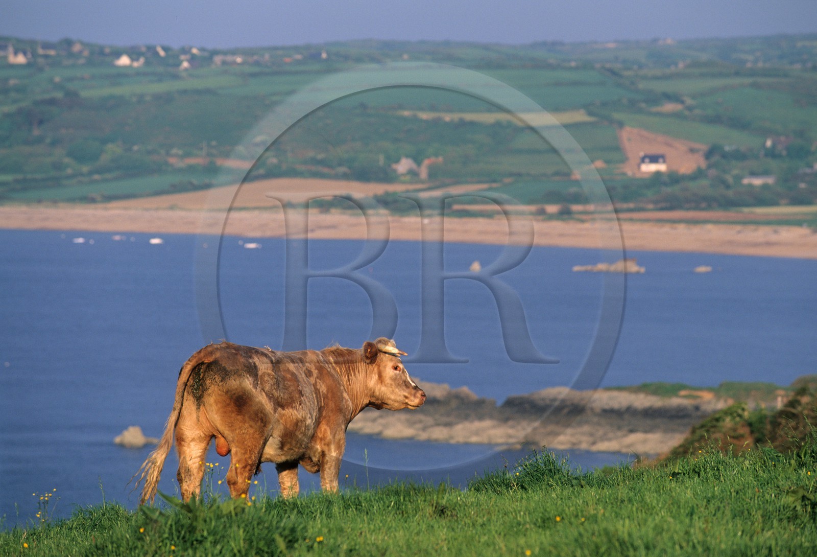 France, Manche (50), Cotentin, région du Cap de la Hague, vache