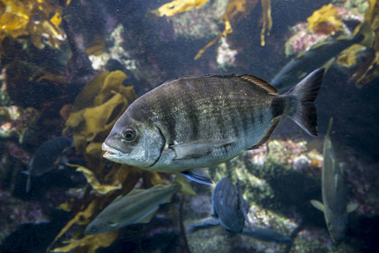 France, Finistère, Brest, Océanopolis, museum of the sea, sargo or white seabream (Diplodus sargus)