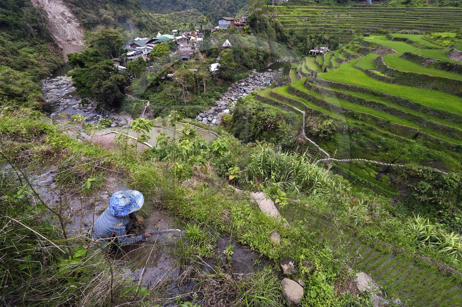 Philippines, province d'Ifugao, les rizières en terrasses de Banaue autour du village de Cambulo, classées Patrimoine Mondial de l'UNESCO, Daria Faith Wingin 32 ans, mariée et mère de deux enfants, débroussaille une parcelle pour replanter