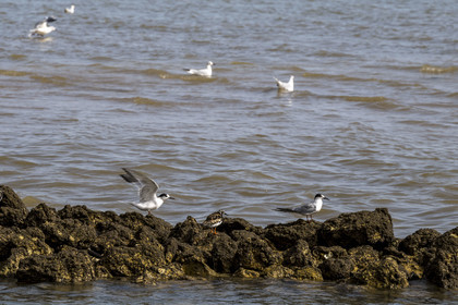 France, Charente Maritime, Oleron island, Dolus d’Oléron, tern and Ruddy Turnstone