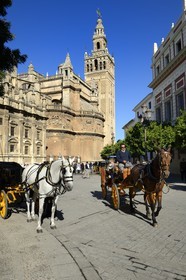 Espagne, Andalousie, Séville, quartier de Santa Cruz, la Giralda, ancien minaret almohade de la Grande Mosquée reconverti en clocher de la cathédrale, classé Patrimoine Mondial de l'UNESCO