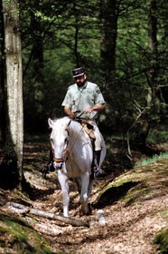 France, Yvelines, forest of Rambouillet, a forest warden on horseback