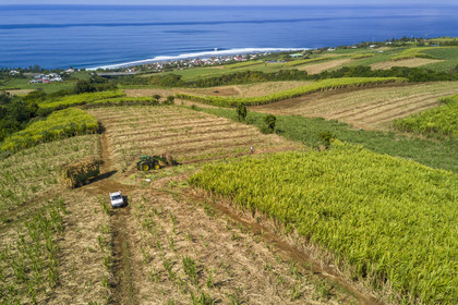 France, Ile de la Reunion, Petite-Ile, coupe et r