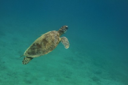 France, Ile de Mayotte, Grande-Terre, Kani-Keli, plage de N’Gouja, tortue (de mer) verte (Chelonia mydas)