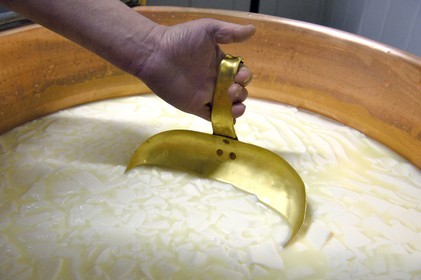 France, Haut Rhin, Wasserbourg, Ferme-auberge (farm-inn) Buchwald, marcaire Michel Wehrey in the production of munster AOP cheese (cow's milk), cutting the curd with a slotted spoon to raise the whey and lower the cheese in the copper cauldron
