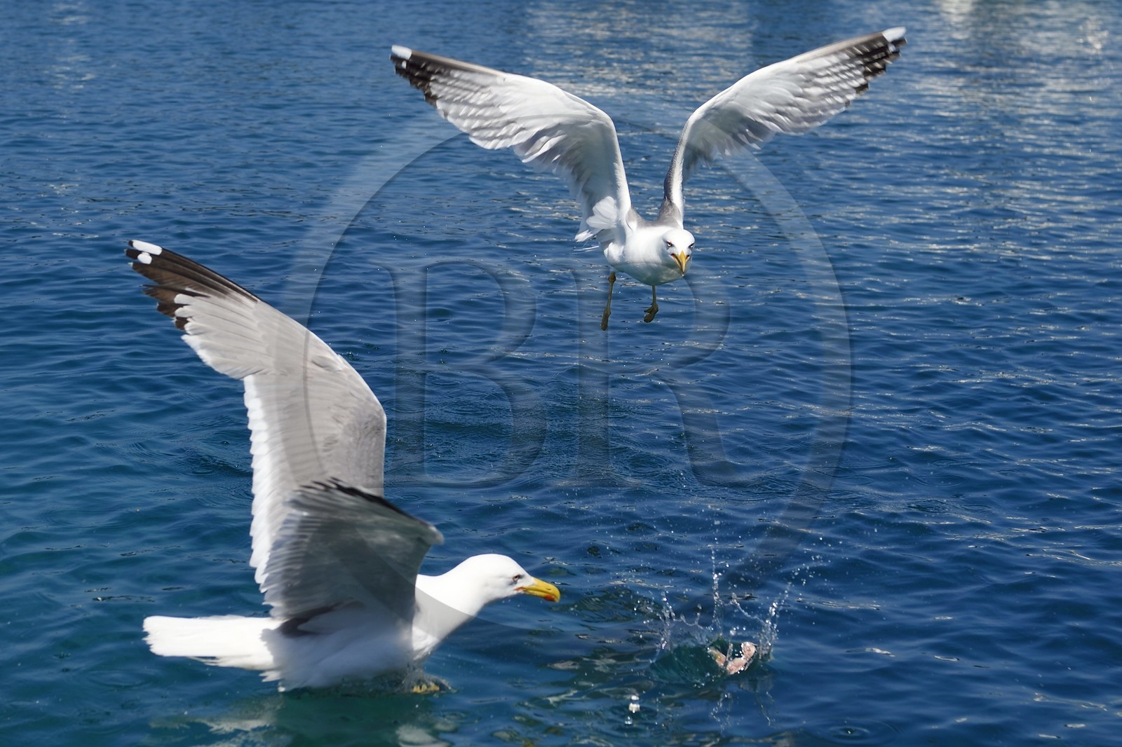 France, Var (83), Iles d'Hyères, Parc national de Port Cros, Ile du Levant, domaine naturiste d'Héliopolis, goélands