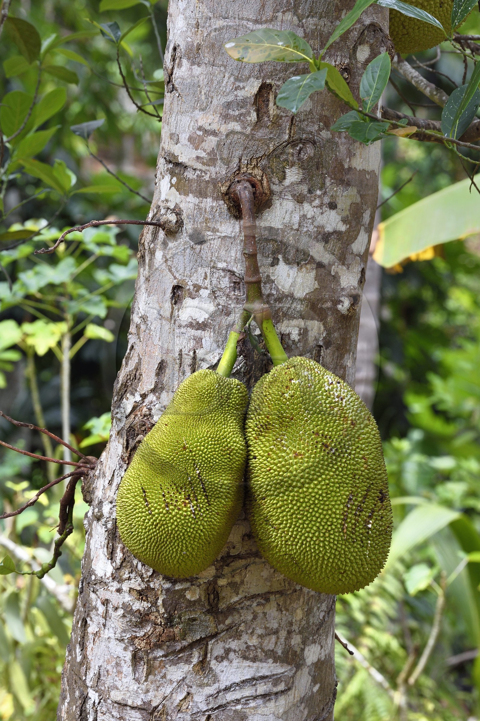 France, Ile de Mayotte, Grande-Terre, Ouangani, Jaquier (Artocarpus heterophyllus)
