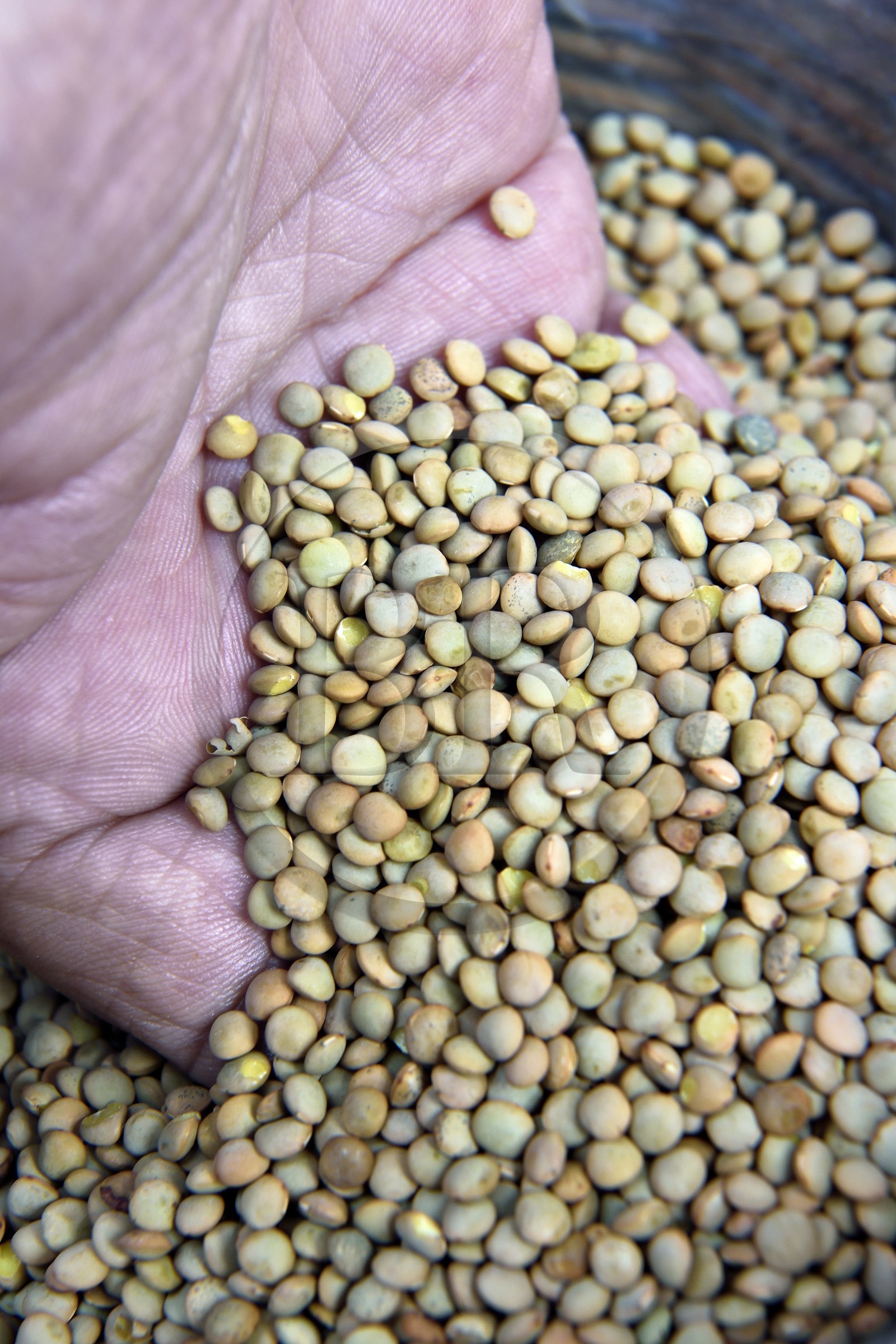 France, Cantal (15), Saint-Flour, la Lentille Blonde de Saint-Flour