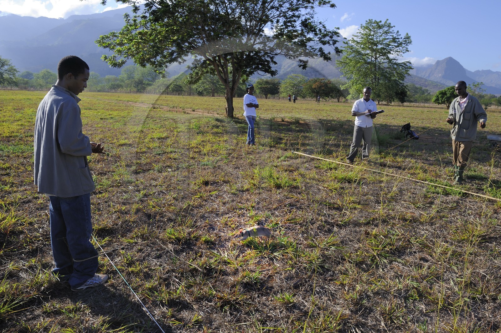 Tanzanie, université de Morogoro, centre de recherche Apopo de technologie de détection par les rats de mines anti-personnel, entrainement des rats à la détection de TNT sur le terrain
