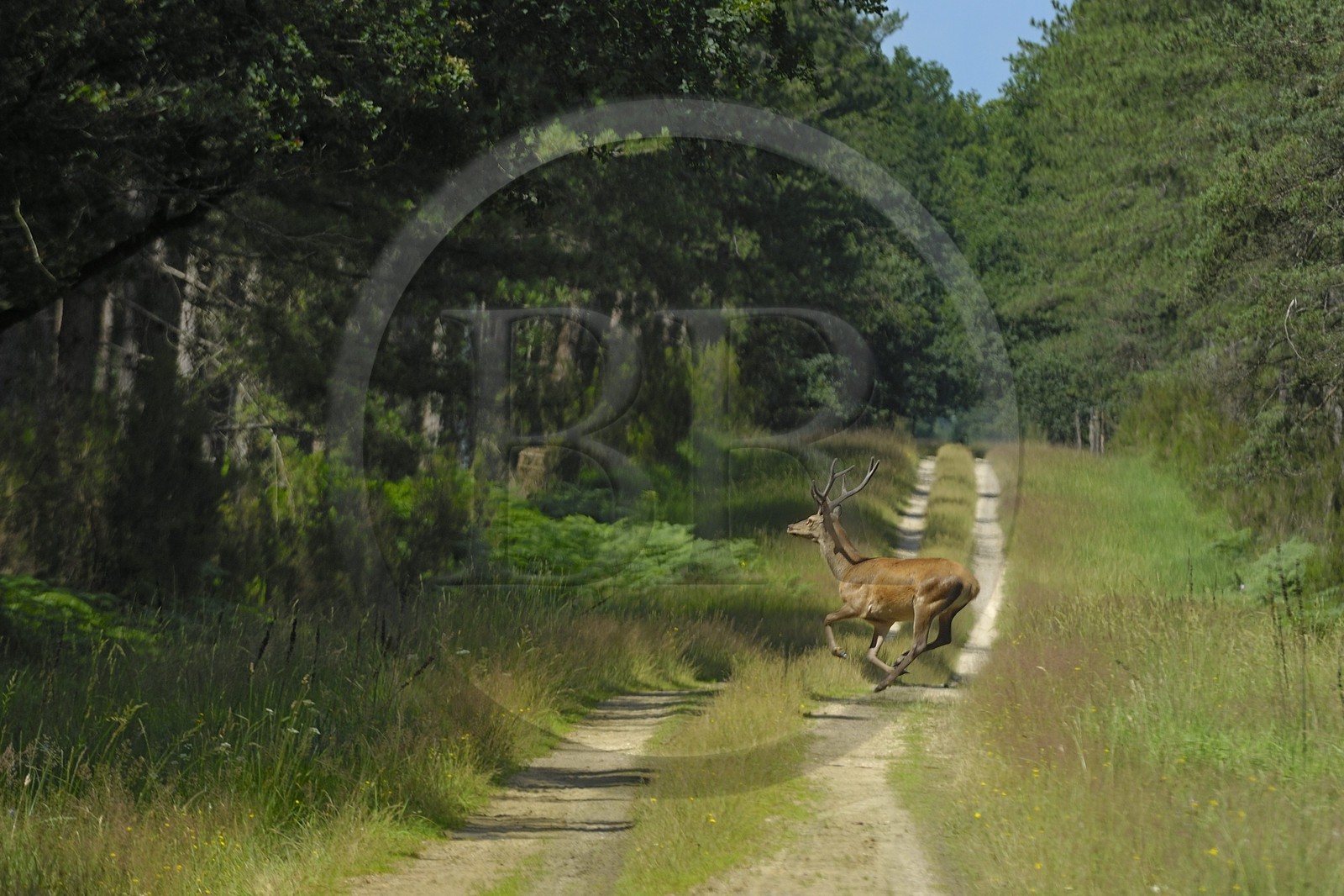 France, Loire et Cher, cerf dans le domaine du château de Chambord