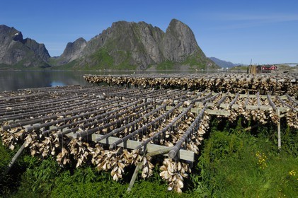 Norvège, Nordland, Iles Lofoten, Ile de Moskenes, séchage de la morue à Sakrisoya près de Reine
