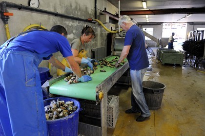 France, Hérault (34), Bouzigues, étang de Thau, exploitation conchylicole de la famille Roques à La Catonniere