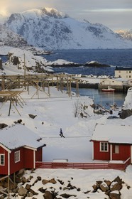 Norvège, Nordland, Iles Lofoten, Ile de Moskenes, le port de pêche de Hamnoy près de Reine, accrochage du cabillaud (morue) pour le séchage