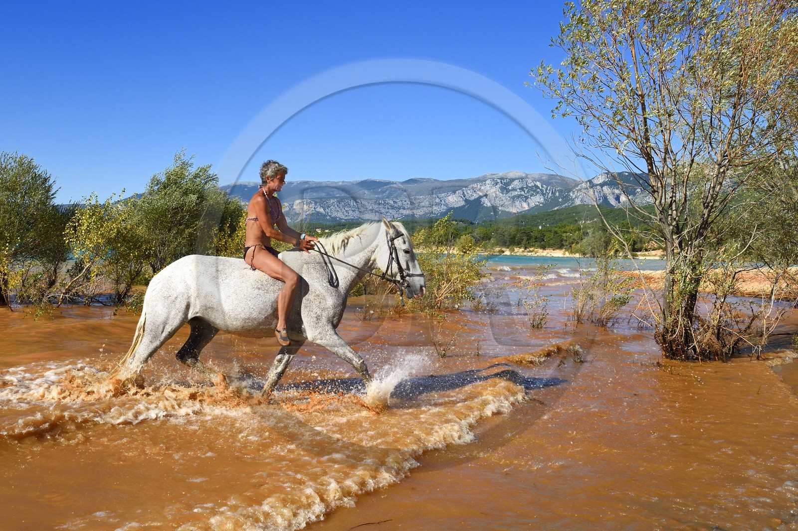 France, Var (83), Parc Naturel Régional du Verdon, lac de Sainte Croix, randonnée équestre avec Verdon Equitation