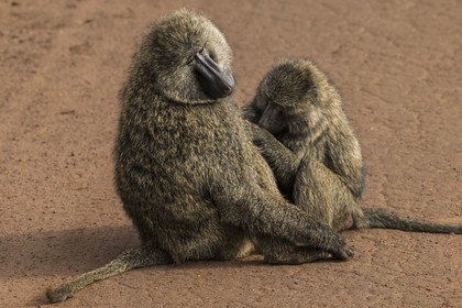 Rwanda, Parc national de l'Akagera, babouin olive (Papio anubis) épouillant un de ses congénères